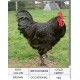 Black Langshan Chicken